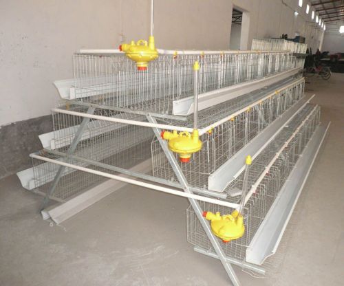 Peralatan Layer Chicken Sages Untuk Dijual