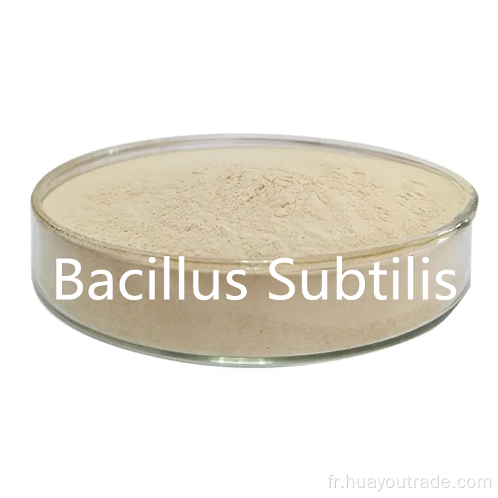 Bacillus subtilis Eau soluble 500cfu / g pour l'additif d'alimentation