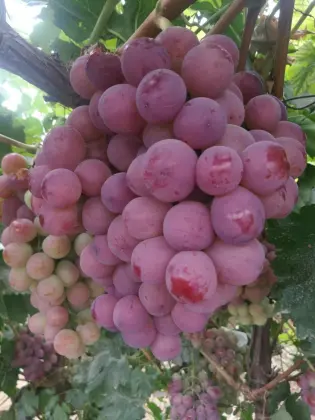 Brand New Crop Red Grade