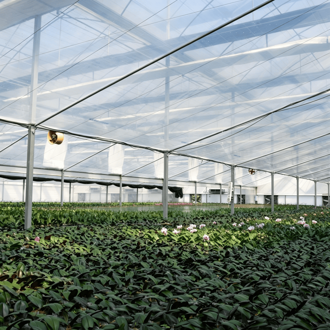 high transparency greenhouse film (3)