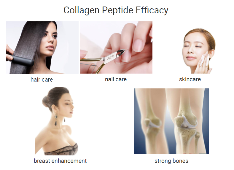 Bovine bone Collagen peptide powder