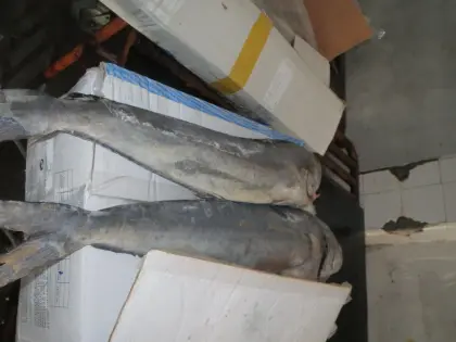 Mahi Mahi Whole Round