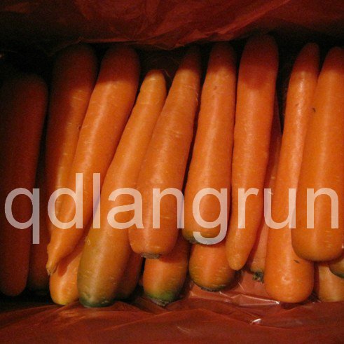 Fresh Carrot to Europe