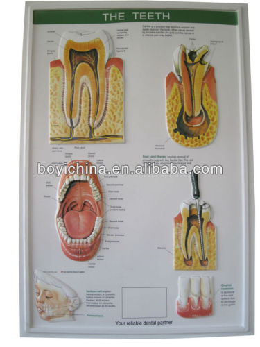 2013 Teeth design PVC embossed poster 3D picture