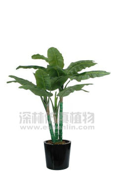 2 meters tall tropical plants,banana leaves sale 3-trunk