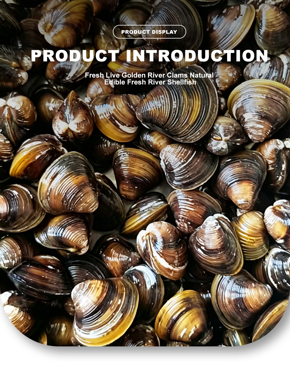 10-clam meat-x