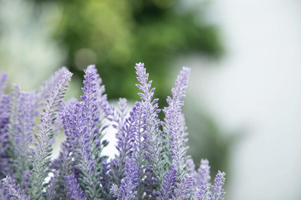 木製のトレイ付きの鉢植えのラベンダー植物