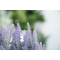 Planta de lavanda en maceta con bandeja de madera