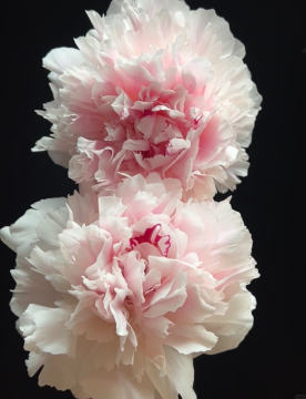 Light Pink Wanxia Peony Flowers