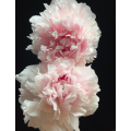 হালকা গোলাপী Wanxia Peony ফুল