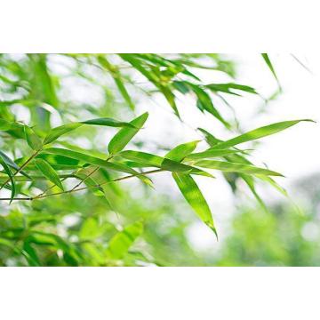 Bamboo extract Bamboo silica powder