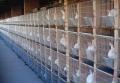 Cages de lapin commerciales pour l&#39;élevage