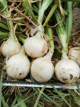 Big Juicy Plump White Onion