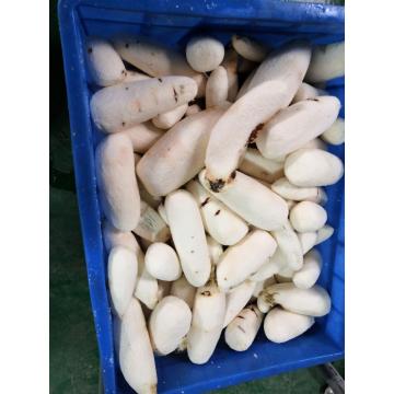 Cassava Garri Processing Machine Peeling Washing Equipment