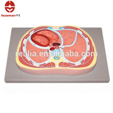 Section model of thoracic region