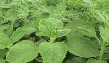 Patchouli Essential Oil 10ml