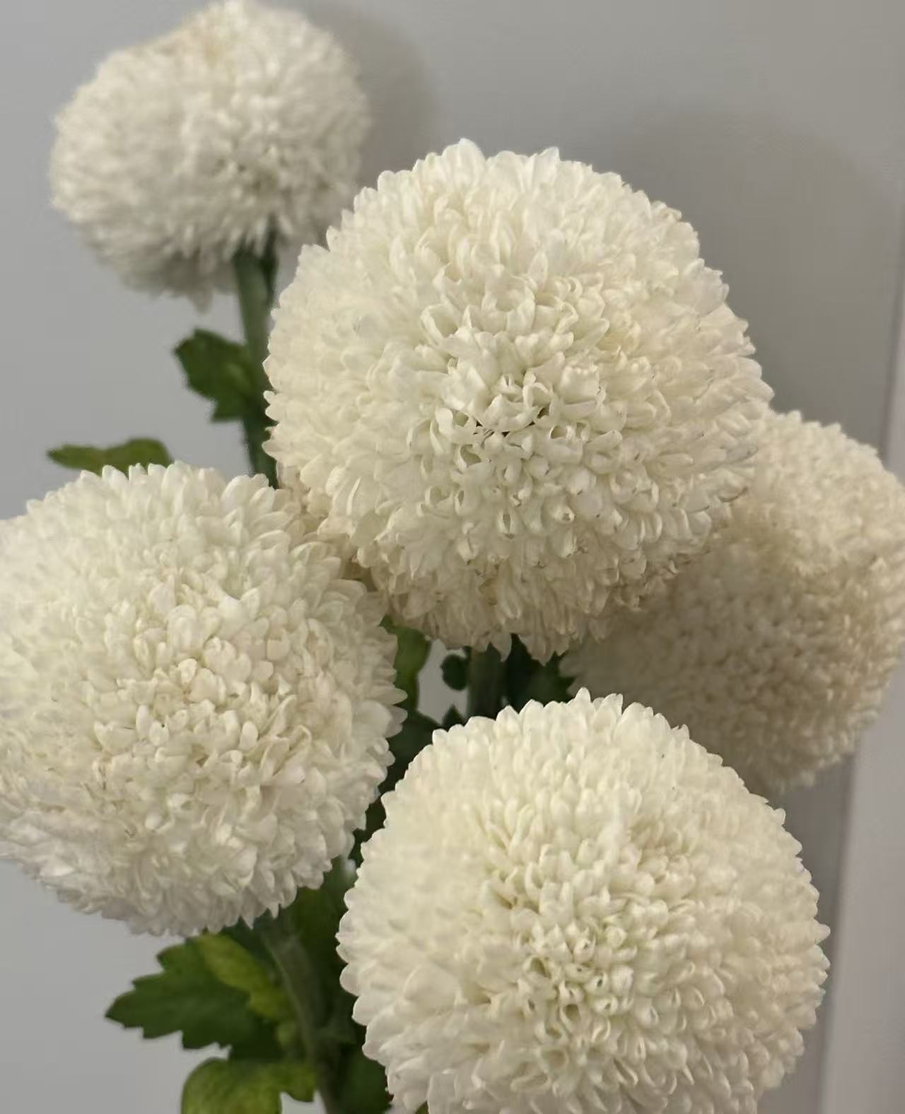 Standard white chrysanthemum Ping-pong