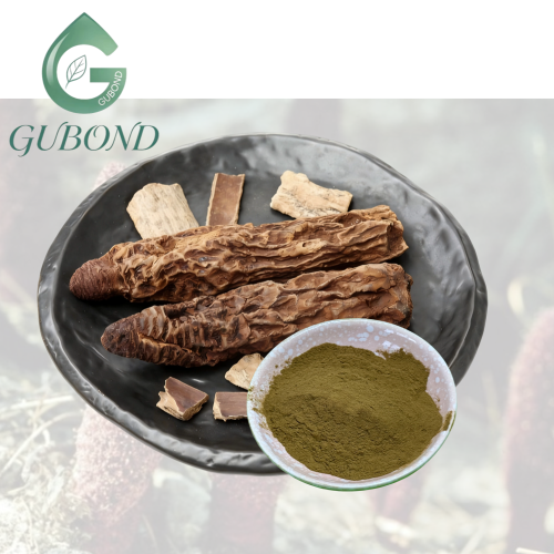 مستخلص Cynomorium 20 1 حيوية وصحة الذكور