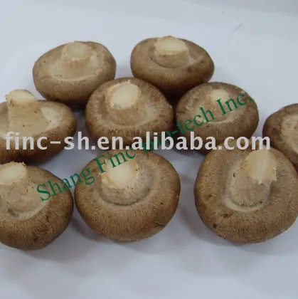 fresh thick shiitake fresh mushrooms