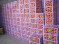 Nanfeng frische Baby Mandarine 35-40mm