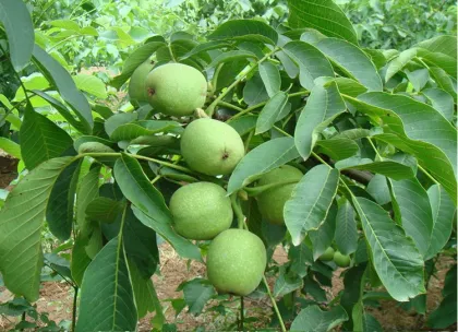 Selling fresh high quality pecans