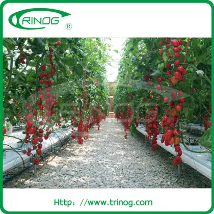 High tech hydroponics greenhouse for sale