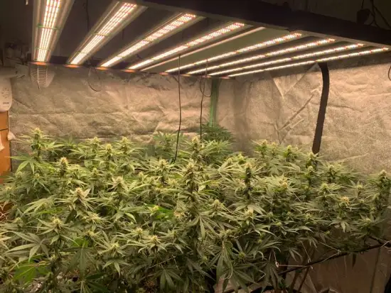 720W Uv Ir Indoor Plants Grow Lights Led Strips