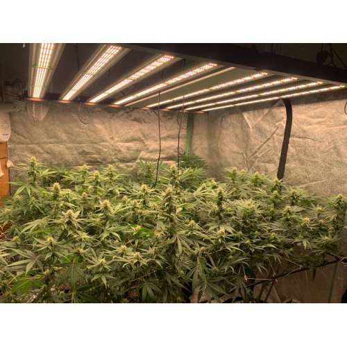 720W Uv Ir Indoor Plants Grow Lights Led Strips