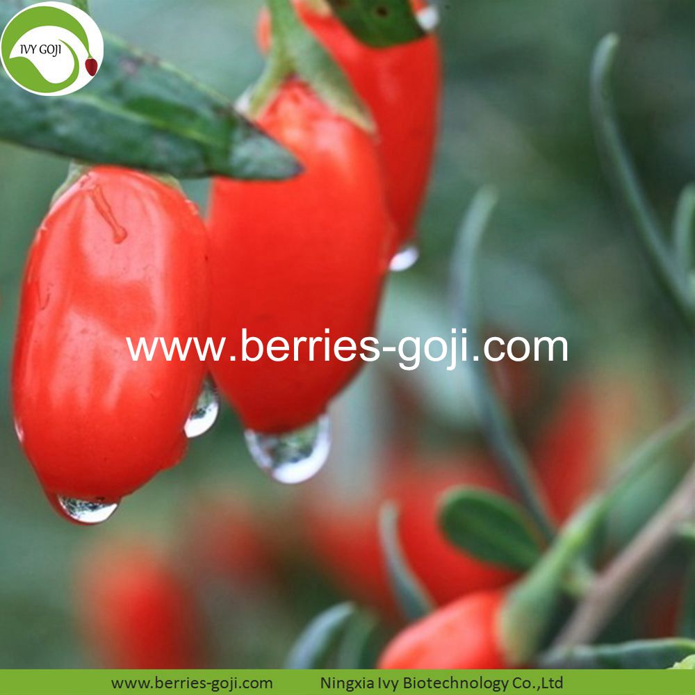 wolfberry
