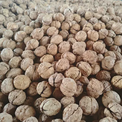 High Mountain Walnut Fruit