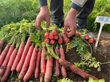 Nutritious Red Core Fresh Carrot