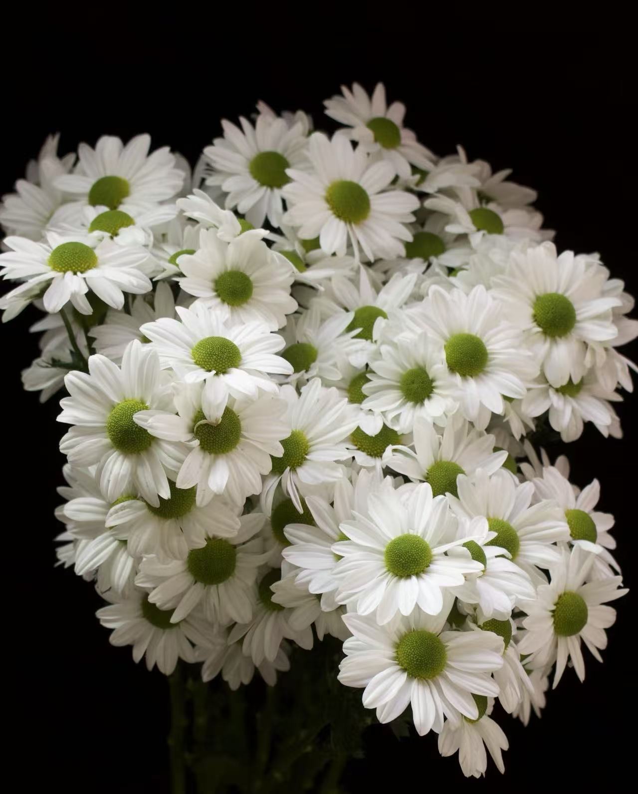Salmon and small white chrysanthemum