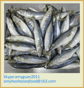 Mackerel Fish Price (SCOMBER JAPONICUS)