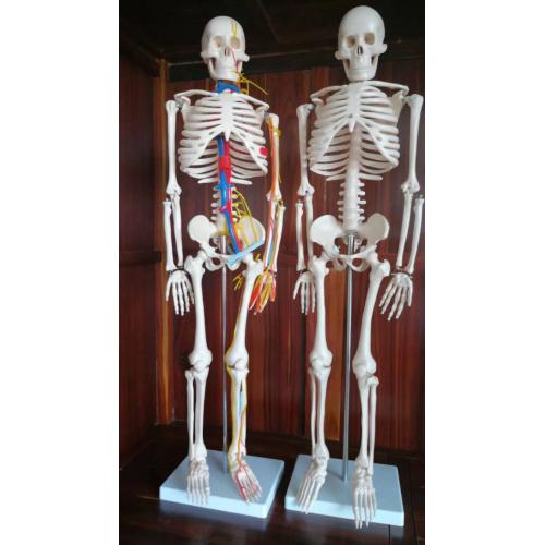 Orthopedic Skills Human Skeleton with Colored Muscular Supplier