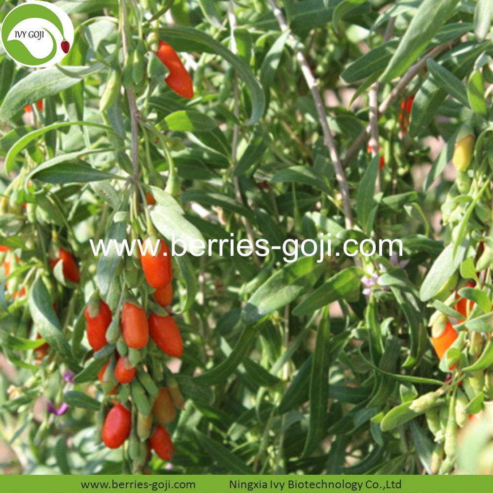 goji berry