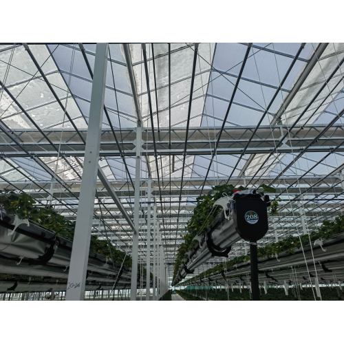 Strawberry Planting Glass Greenhouse