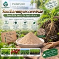 مسحوق Saccharomyces cerevisiae الميكروبي لإدارة الجذور والتربة