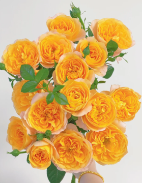 Orange Terrace Spray Roses for Floral Arrangements