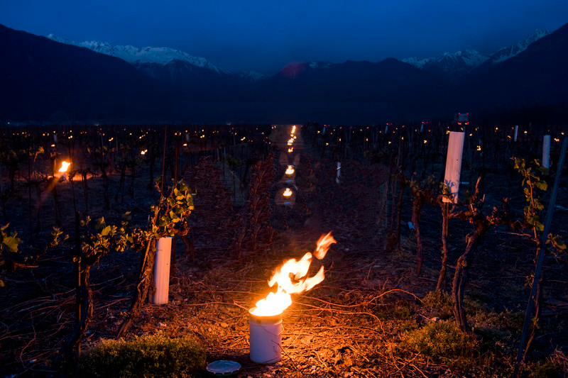 Against Frost Candles Against Frost Candles