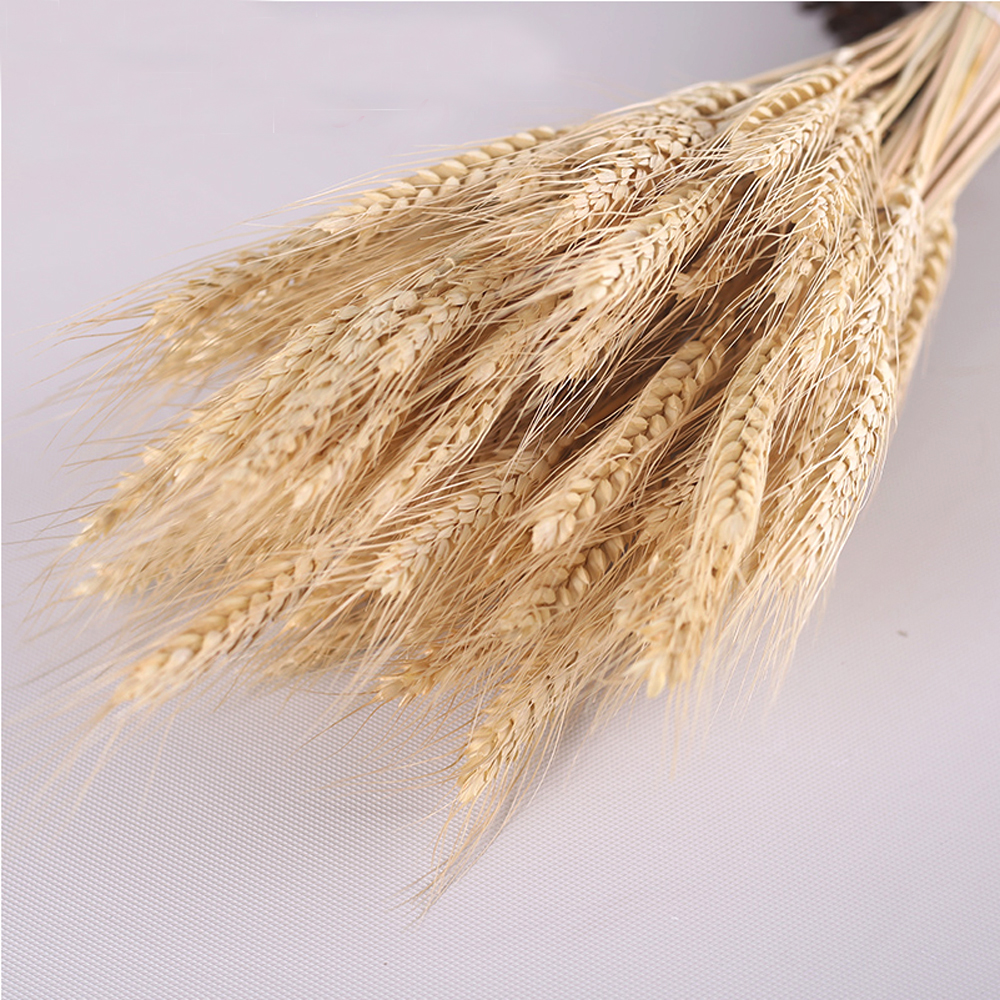 50pcs natural dried flower bouquets natural raw color dried ear of wheat bouquets wheat ear Bunches