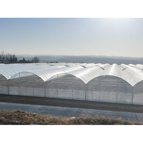 Functional Film Multi Span Greenhouse