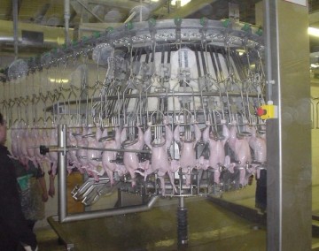 Large Chicken Automatic Eviscerator