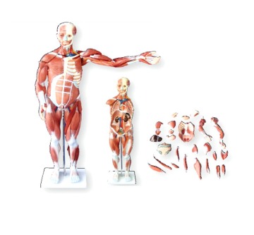 80CM MÄNNISKMUSKEL MODELL MALE (27PARTER)