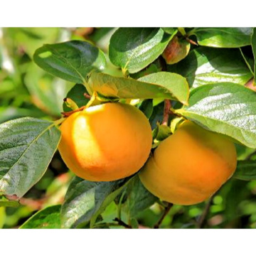 High-Quality Persimmon Leaf Extract for Herbal Remedies and Supplements