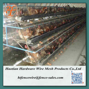 layer poultry cages