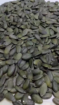 Supply New Crop Shine Skin Pumpkin Seed