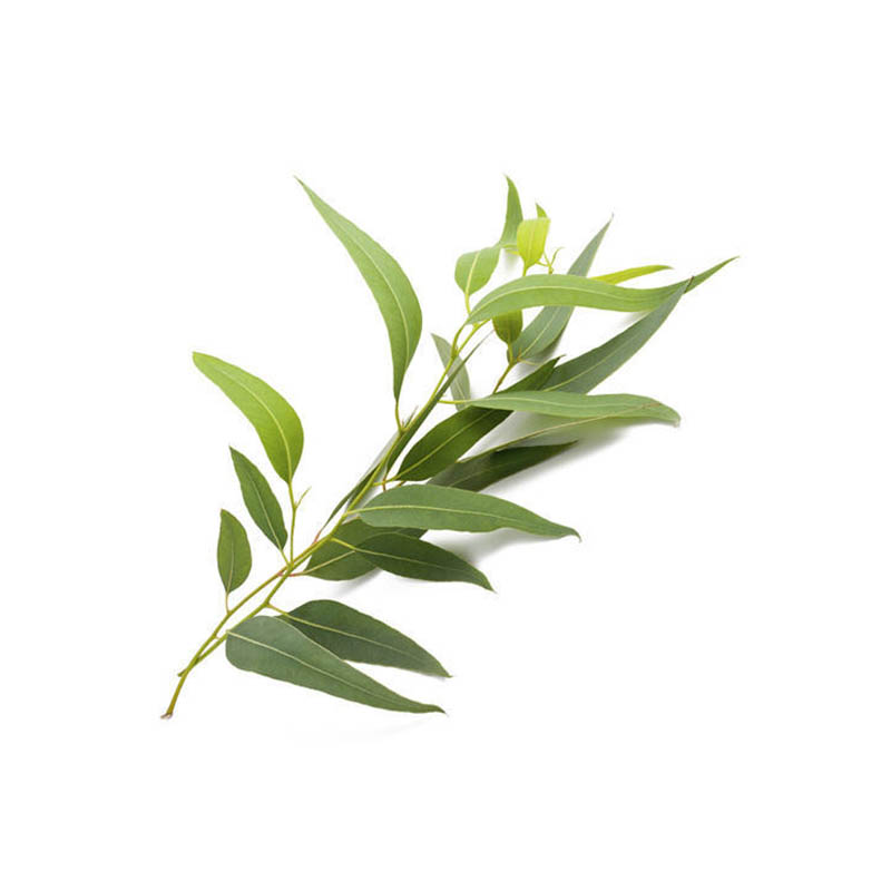 Famous brand oroaroma eucalyptus oil Relieve nasal congestion headache Eliminate muscle ache eucalyptus essential oil