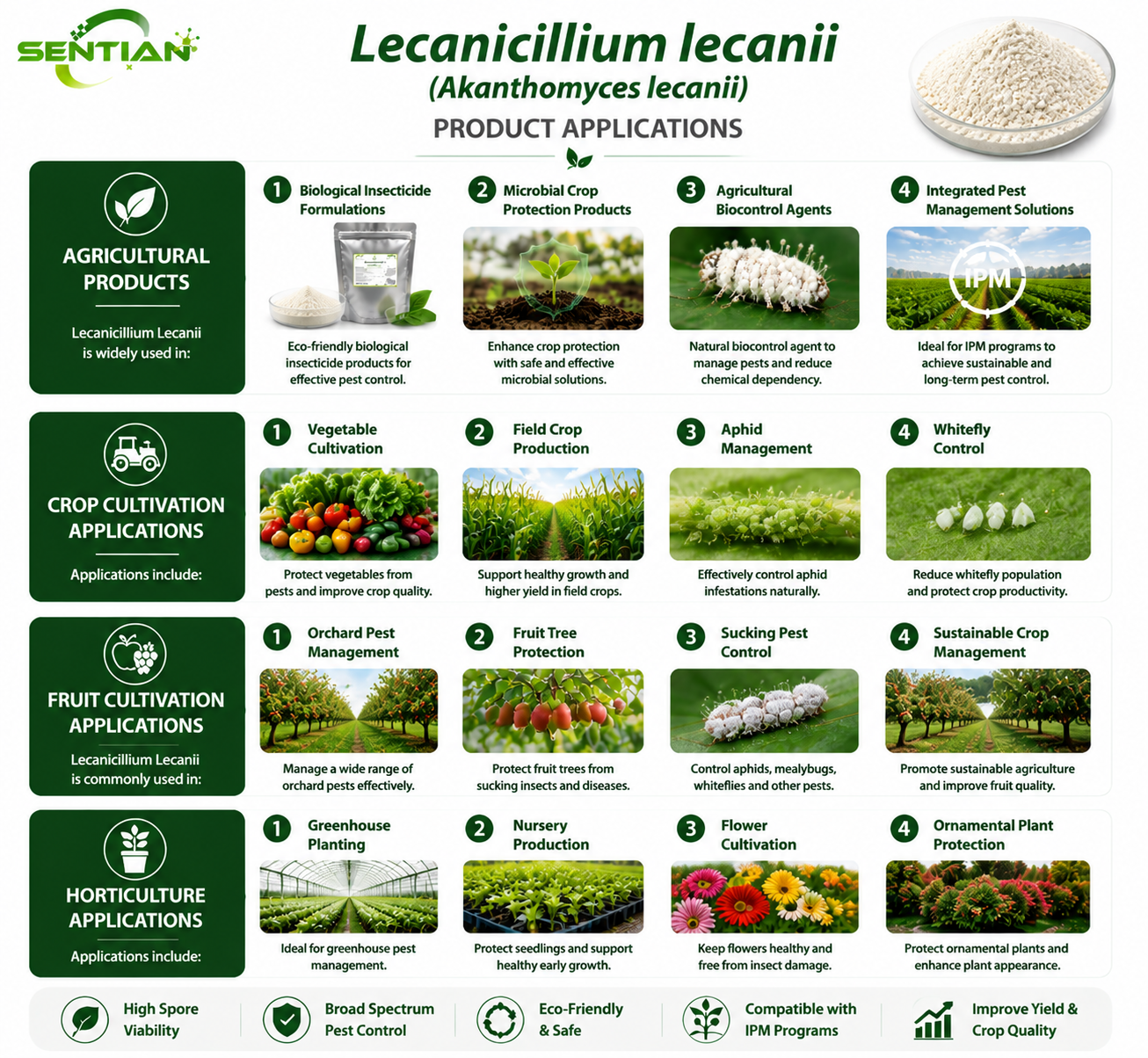 Lecanicillium lecanii（2）
