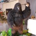 Gorila animatronik menari kelas atas