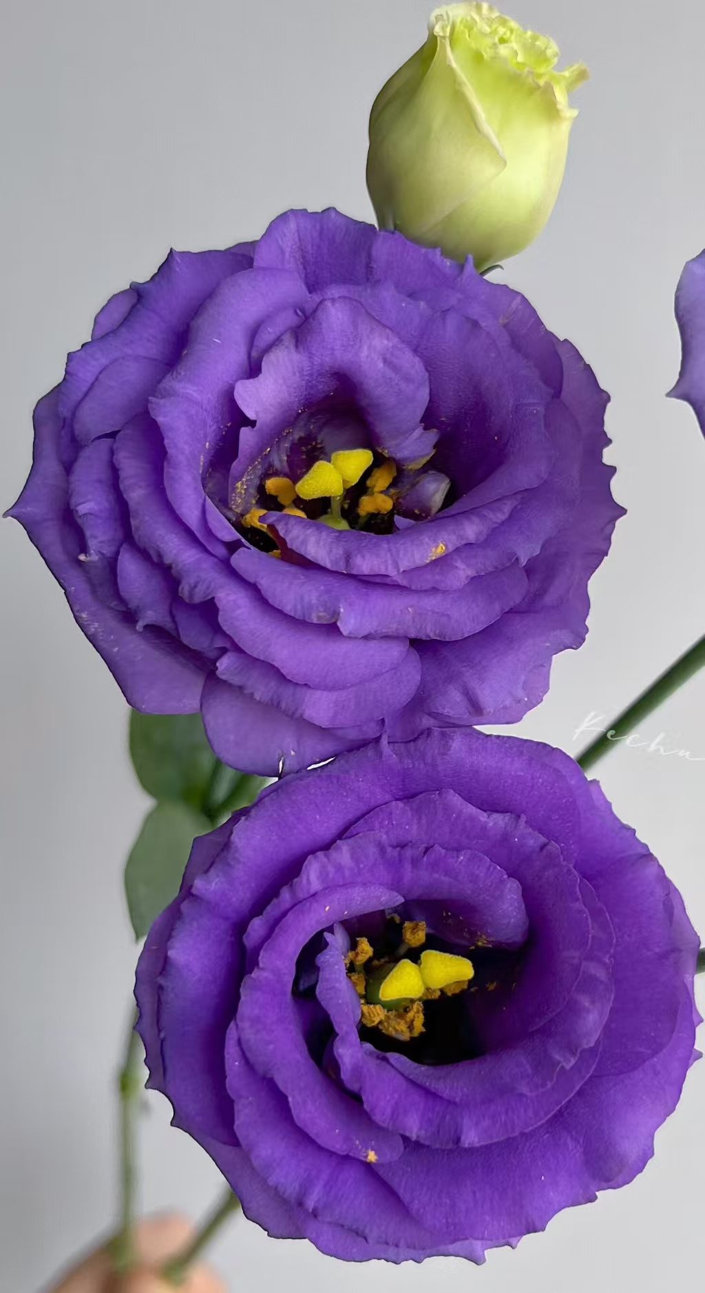 Purple Lisianthus